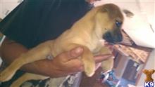 wolf dog puppy posted by Sasha Puppies
